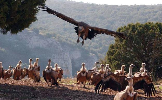 El Refugio de Rapaces de Montejo cumple 48 años