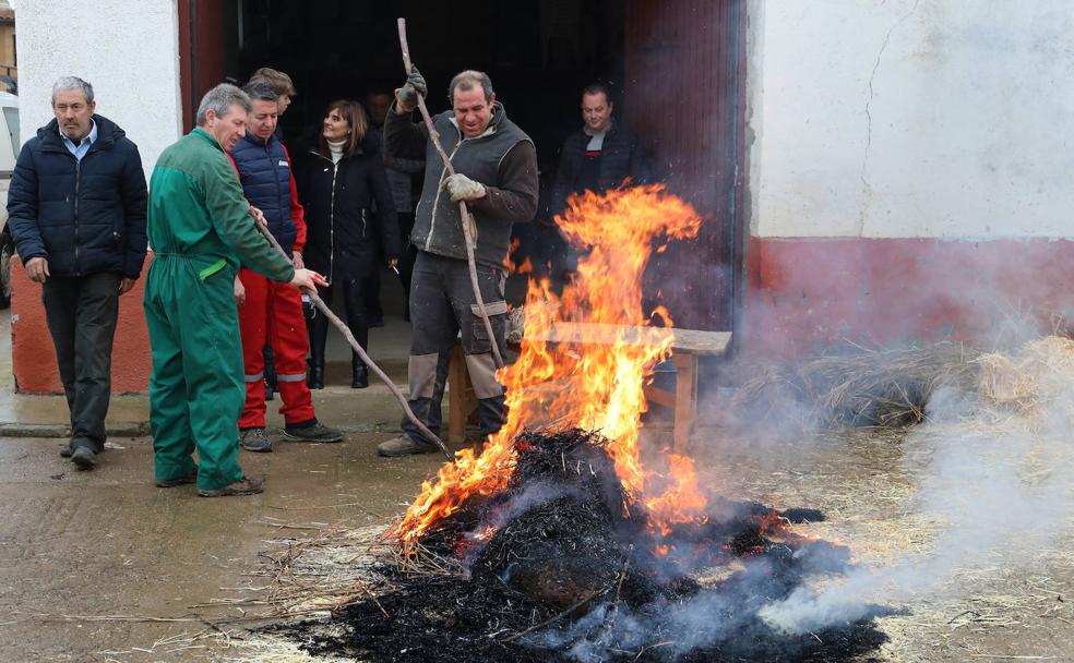 Refranes y vueltas de San Antón en Fuentes de Nava