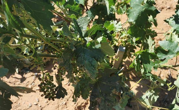 Las indemnizaciones del seguro agrario en 2022 alcanzan los 6,7 millones en Palencia