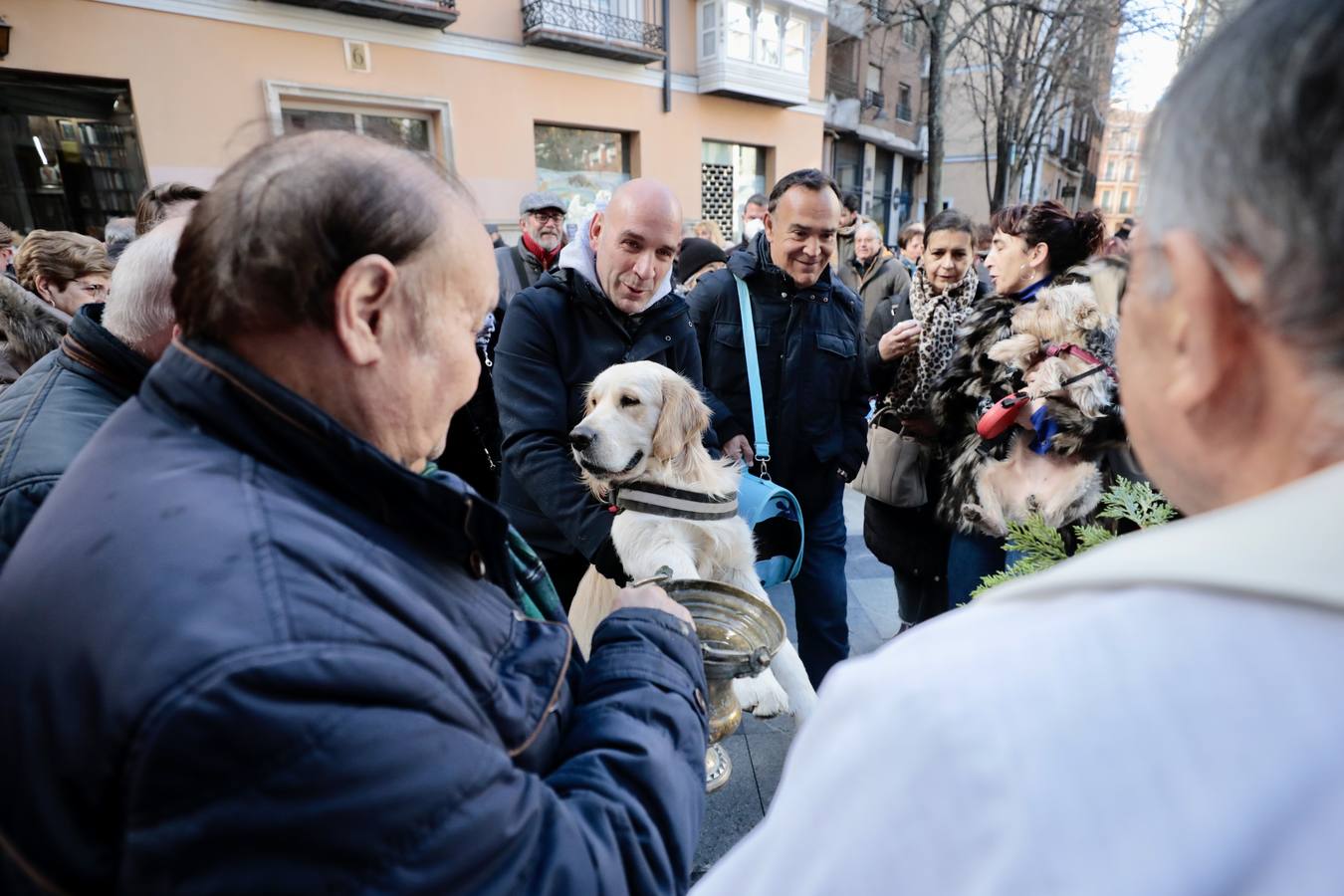 Bendición de animales por San Antón en Valladolid