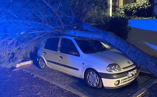 El viento derriba un árbol de grandes dimensiones sobre un coche en Laguna  | El Norte de Castilla