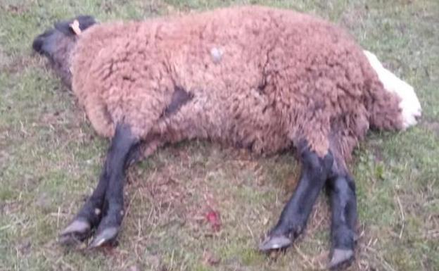 Los lobos atacan un rebaño de carneros a 300 metros del núcleo urbano de Espirdo