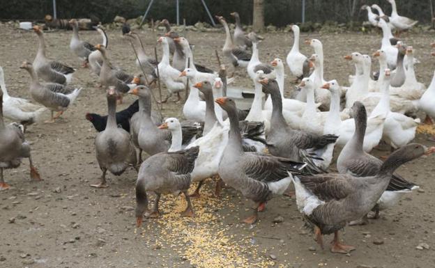 Una granja de ocas para producir huevos busca los permisos para instalarse en Villaoliva