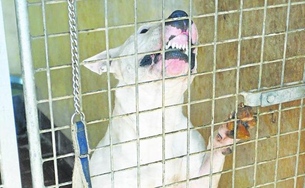 El censo de perros potencialmente peligrosos tiene registrados 80 animales en la ciudad