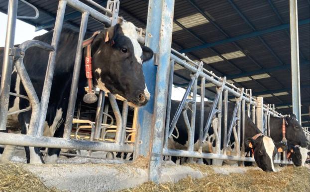 Las organizaciones agrarias desconfían de la reducción del IVA en algunos alimentos
