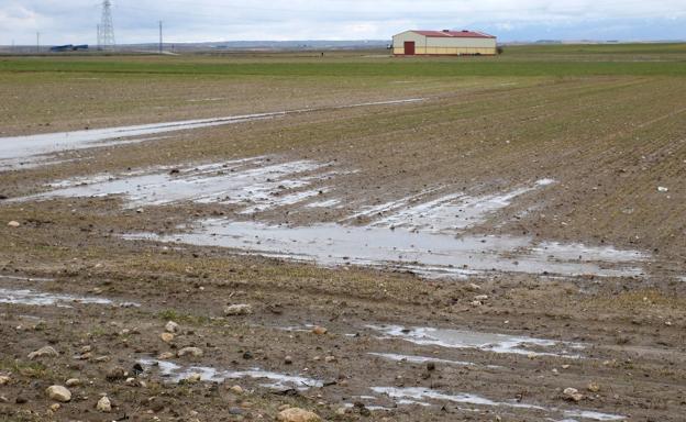 Los agricultores confían en que el frío beneficie al cultivo de secano tras el retraso en la siembra