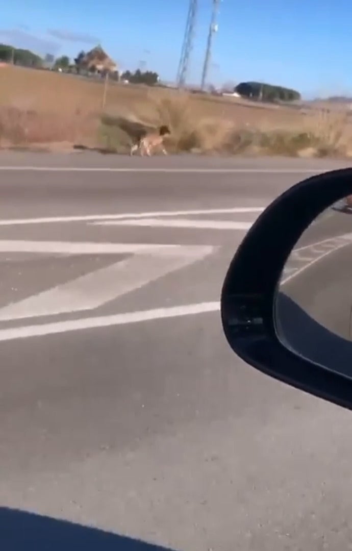 Caza y captura de un perro lobo checo en Aldeamayor