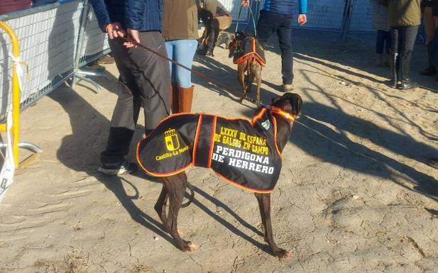 Las galgas de Valladolid y Zamora que compiten en el Nacional ya tienen rivales
