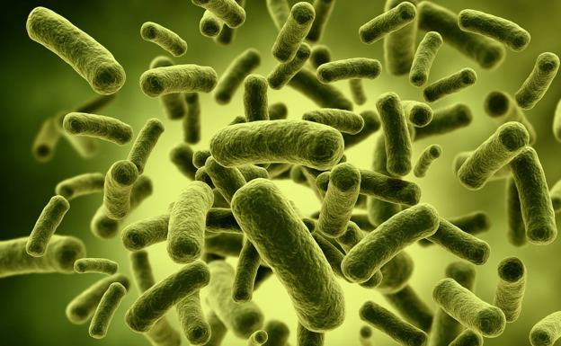 Campylobacter, la bacteria que más brotes alimentarios causa en España