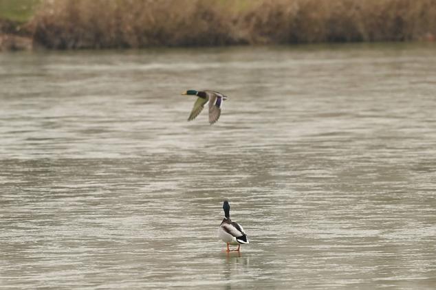 Laguna de Duero y Parquesol se congelan en la semana más fría del invierno