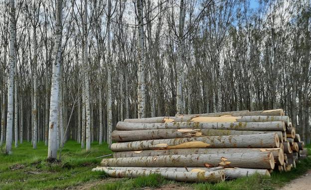 Impulso a la FP Dual con una jornada destinada a empresas forestales
