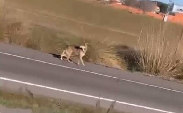 Continúa la 'caza' del perro lobo checo en Aldeamayor