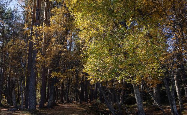 Más del 4% de la mortalidad estival en las ciudades europeas se deben a las islas de calor urbanas