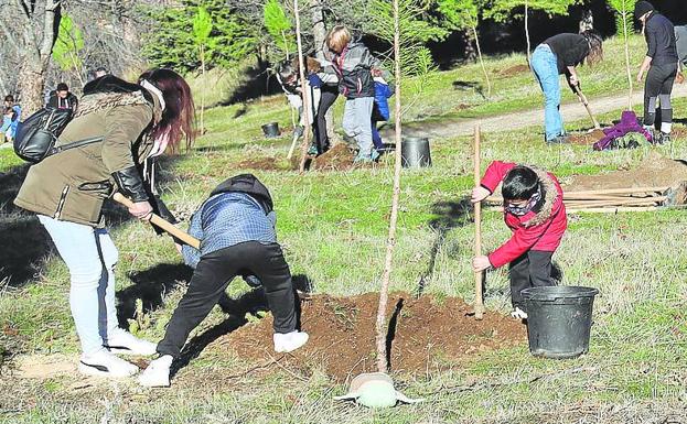 La ladera del cementerio ya tiene doscientos árboles más