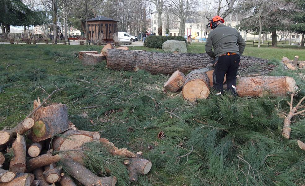 Problemas de seguridad obligan a cortar nueve árboles en la Dehesa