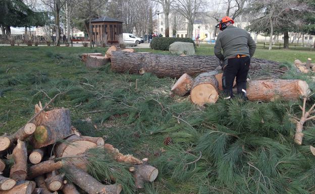 Problemas de seguridad obligan a cortar nueve árboles en la Dehesa