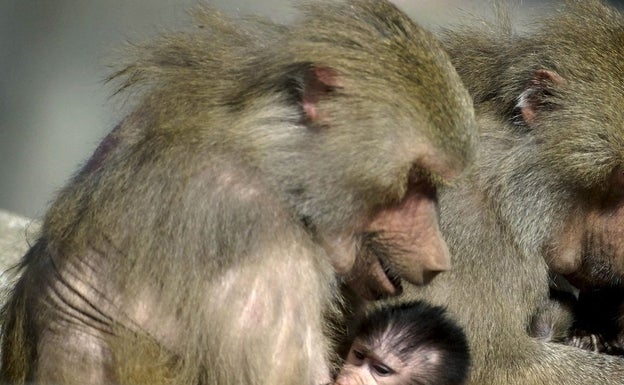 Premio Fronteras del Conocimiento reconoce las relaciones sociales de los animales para su conservación