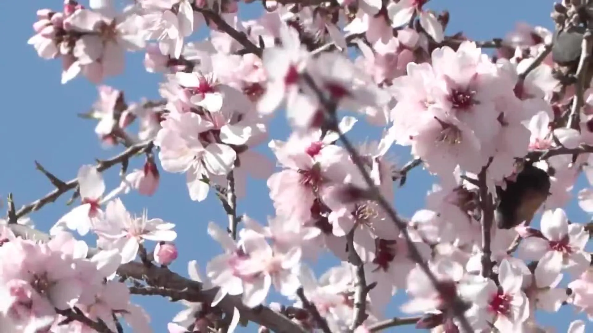 Almendro Real, en su máximo punto de floración | El Norte de Castilla