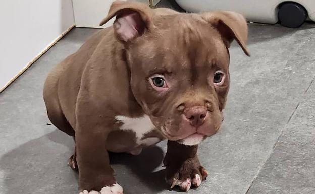 El dueño de los tres cachorros de 'American Bully' robados ofrece 2.000 euros de recompensa