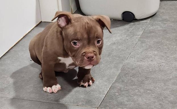 Devuelven a la puerta de casa a los tres cachorros robados en Venta de Baños