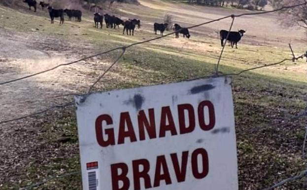 Un ganadero denuncia al mayoral de Marqués de Quintanar por «amenazas de muerte»