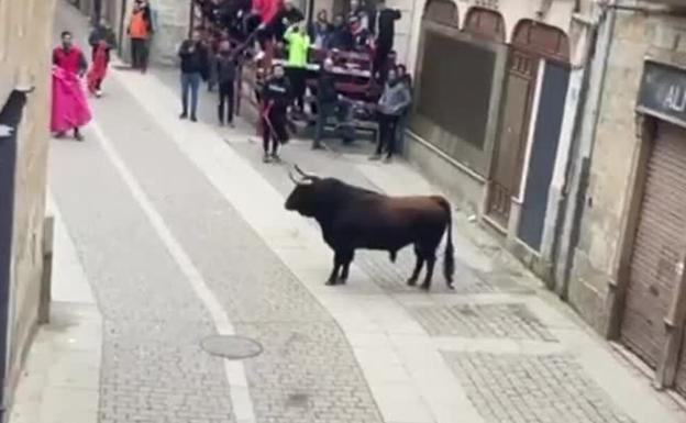 Herida una mujer de 55 años en el último encierro de Ciudad Rodrigo