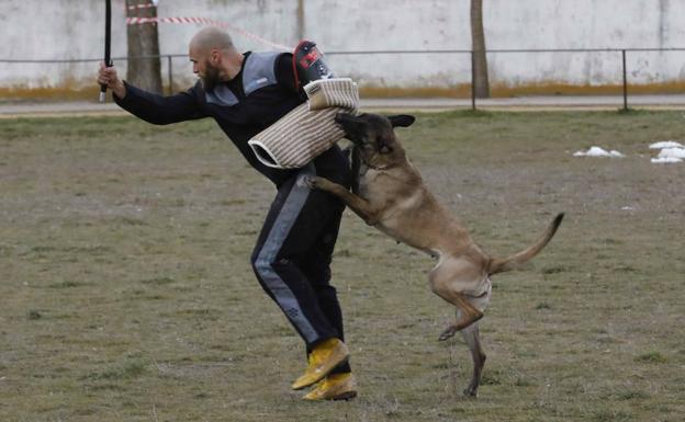 Los mejores perros de España miden sus fuerzas en Campaspero