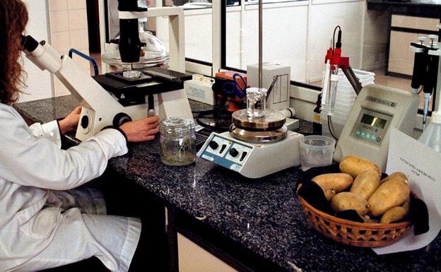 Un centenar de pueblos de tres provincias podrán cultivar patata de siembra