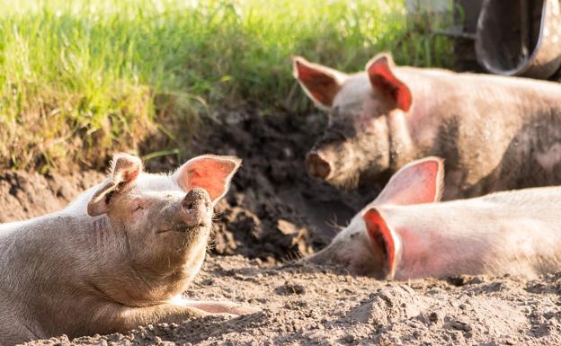 Sesión con pocos movimientos en la lonja de Zamora