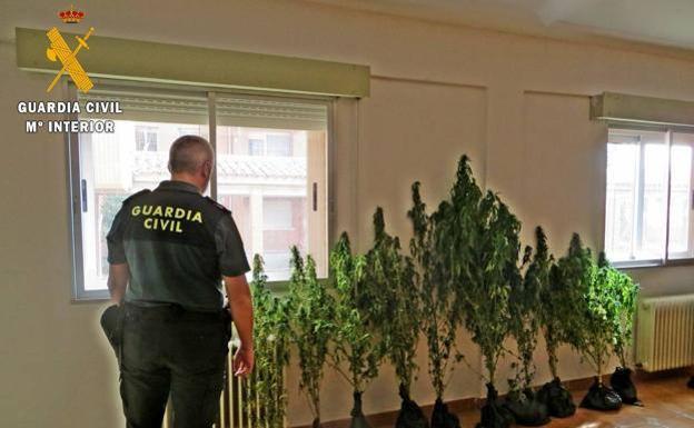 Asume un año de cárcel por el cultivo de once plantas de marihuana