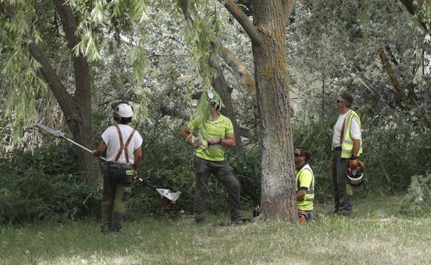 La tala y reforestación de los entornos del Carrión podrá seguir adelante