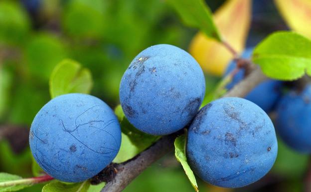 Endrinas, una baya con mucha fibra y vitamina C