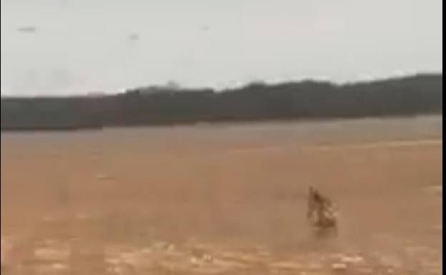 Pacma denunciará a un cazador por perseguir lobos con un todoterreno en Valladolid