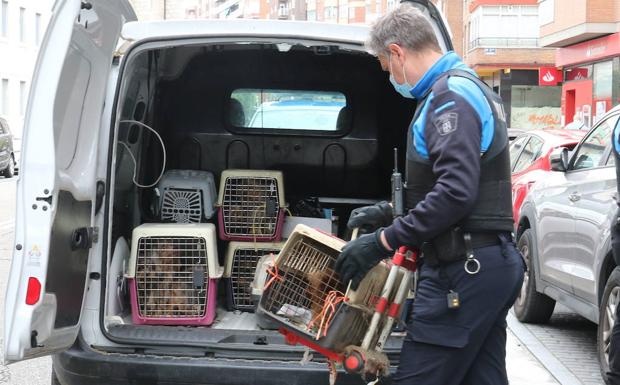 Los 530.894 perros censados en Castilla y León tendrán que estar asegurados a terceros
