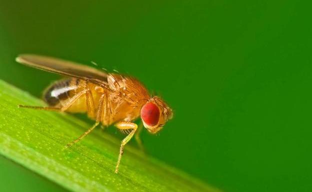 El primer mapa del cerebro de una mosca ayudará a entender mejor la mente humana