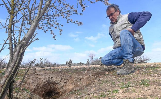 Los agricultores advierten de una «descontrolada» presencia de conejos