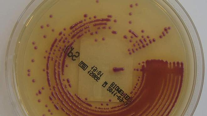 Crean bacterias que producen combustible renovable