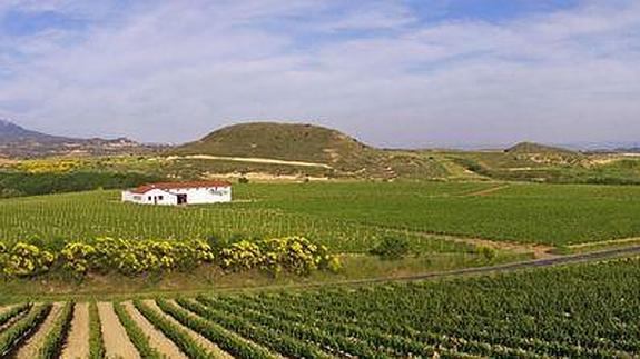 Bodegas Muga, vinos que nacen de la inspiración