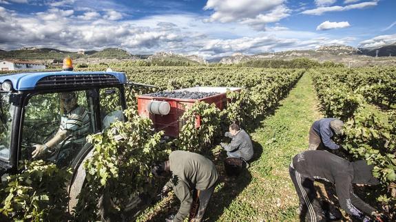 El robot vinicultor