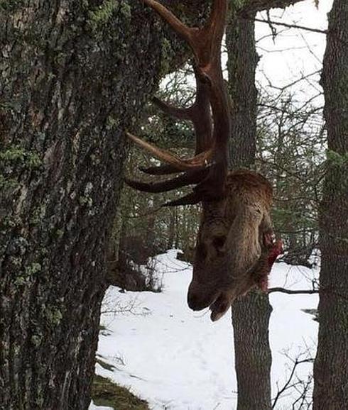 Aparecen ciervos decapitados en las montañas cántabras