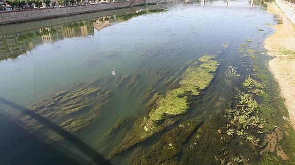El chip que alerta de la contaminación del agua