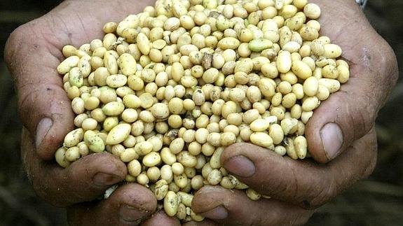 Habichuelas contra el cambio climático
