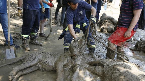 Un tigre que se escapó del zoo durante las inundaciones en Georgia mata a un hombre