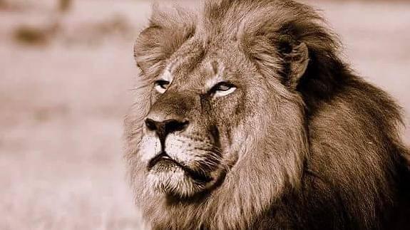 La muerte del Cecil se produjo tras dos días de agonía