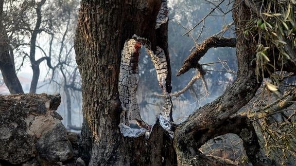 El incendio en la Sierra de Gata remite tras calcinar unas 7.000 hectáreas