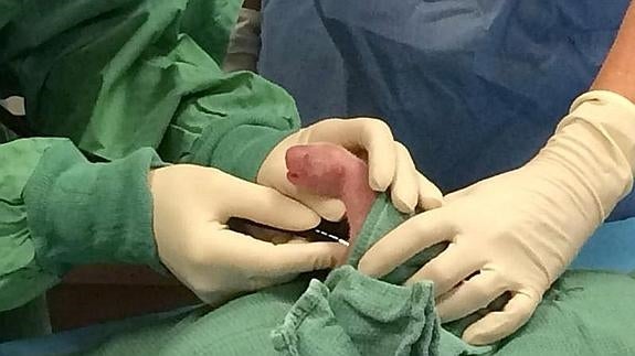 Nacen dos bebés panda en el zoo de Washington