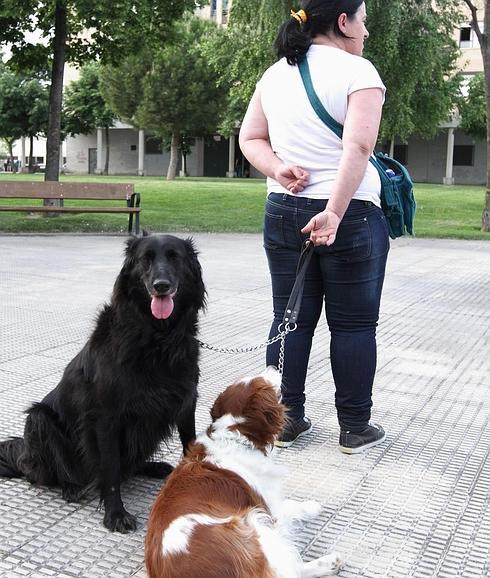 Crean una web para unir a mascotas y dueños por afinidad