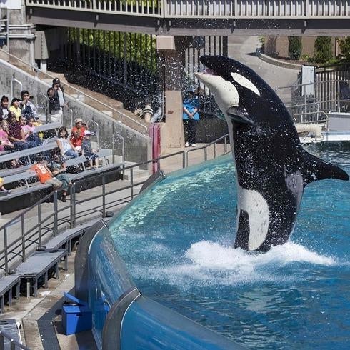 SeaWorld dejará de usar orcas en sus espectáculos acuáticos