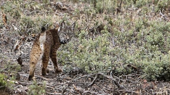 Muere un lince ibérico atropellado en una carretera del entorno de Doñana