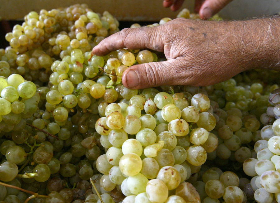 Un japonés paga 10.000 euros por un racimo de uvas